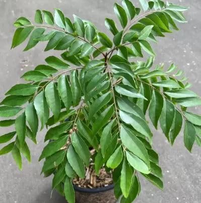 Image of EverEverGreen Live Curry Leaf Plant, Fresh Curry Patta for Home Garden herbal plant with black pot (pack of 1)