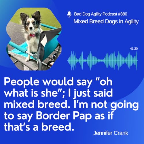 380: Mixed Breed Dogs in Agility