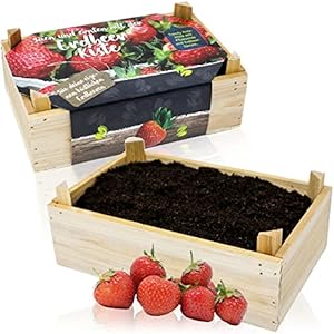 Selldorado® Indoor broeikas met zaden en kweekgrond – mini broeikas voor aardbeien – kweekset/zaadbak voor kinderen en volwassenen (Aardbei)