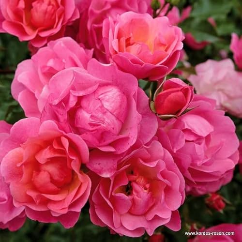 2x Rosier à fleurs groupées 'Maxi Vita' – Kordes Rigo-rose – Plant-o-fix-pot | Arbuste robuste, floraison continue
