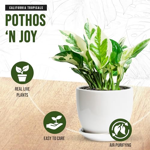 image for California Tropicals Pothos 'N Joy - 4