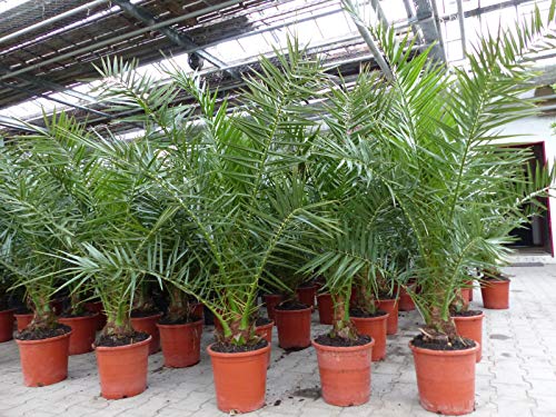 Palme Winterhart Kübel Die 15 besten Produkte im Vergleich