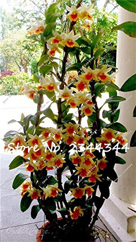 7: 80Pcs Semi di Albero di Dendrobium, semi di Fiori in Vaso in piante di Orchidee Rare Multi Colori semi di Fiori da giardino