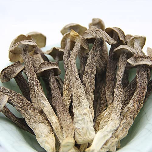 Velvet Mushroom Shiitake Mushroom,Velvet Mushroom,Mushrooms Velvet Antler Mushrooms,Natural