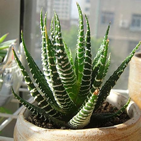 Amazon 1 ダビツ100pcs バッグhaworthia Fasciata種子アロエベラ種子多肉植物種子花盆栽 カラー 1 種