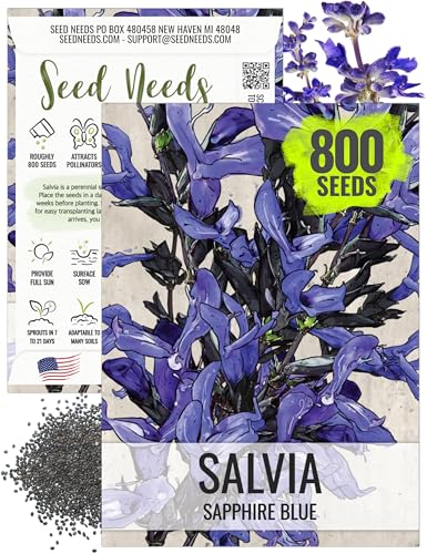 Seed Needs Sapphire Blue Sage Seeds for Planting - Heirloom