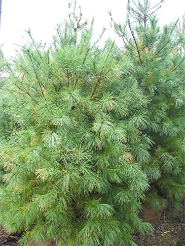 Hterdr White Pine (Pinus Strobus), 30 Seeds #TOP1