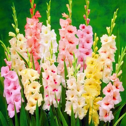 Bloom Year After Year Gladiolus Bulbs UK Wedding Flowers/Cut Flowers/Plant Bulbs-8bulbs-f