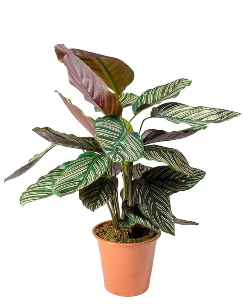Calathea Sanderina – Stylish Indoor Tropical Plant, Natural Air Purifier, Medium-Low Light Tolerant-image-4