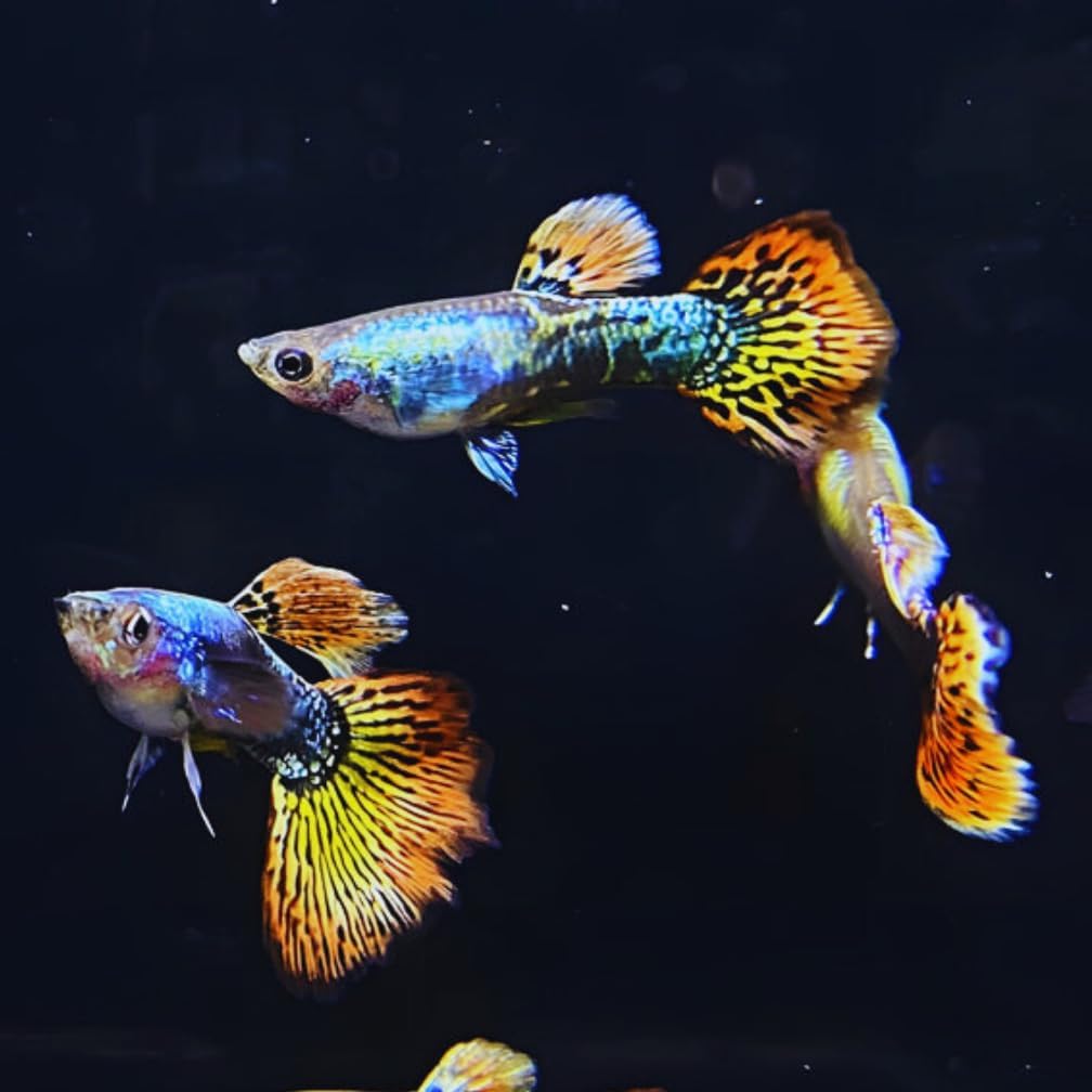 Dumbo Ear Guppy Males (Pack of 8 Fish) Live Fish for