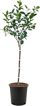 Arkansas Black Apple Tree, Dark Burgundy Color, Crisp Tart Taste, 2-3 ft Tree Height, 5 gal Nursery Pot Due to Agricultural Laws, we Cannot Ship to CA, AZ, AK, or HI