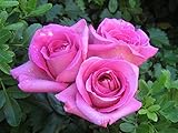 Hot Pink Rose Bush! 10 Seeds!