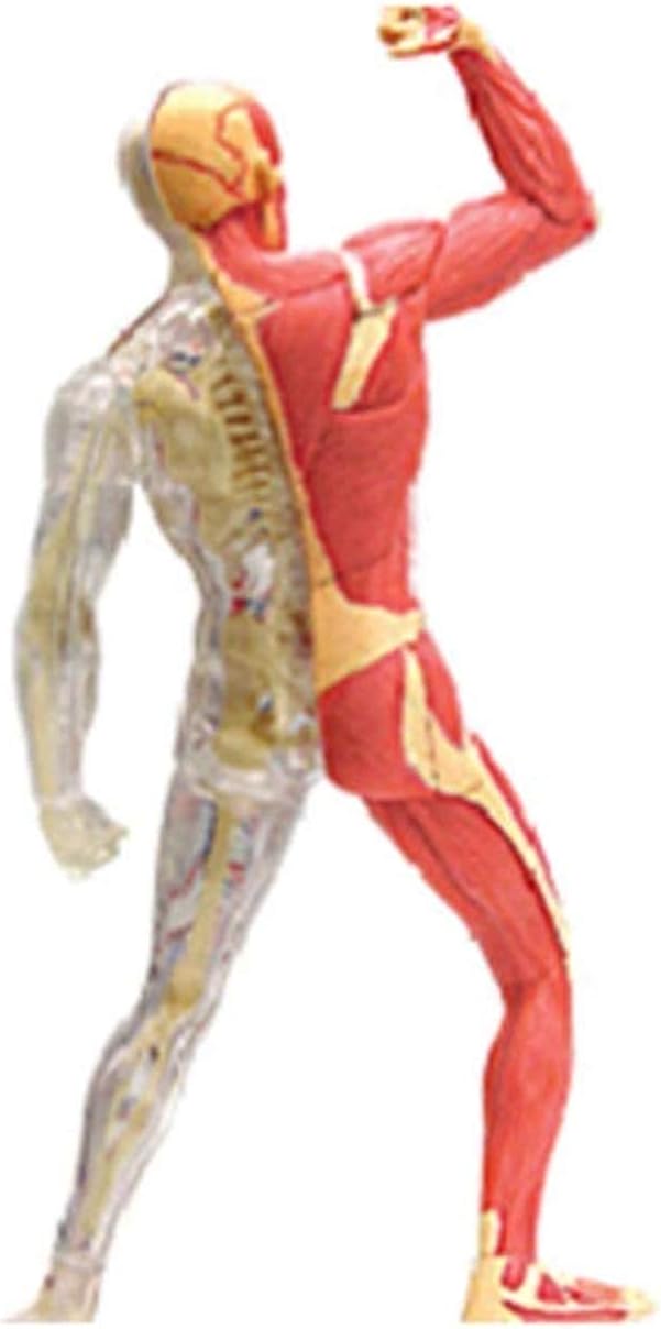 贈る結婚祝い 研究モデルanayパズル4d人間の筋肉の骨格モデル 分析体器官モデル45ピースジグソーおもちゃ子供のための子供医療教材デスクトップ装飾 立体パズル Www Makoter Si 贈る結婚祝い 研究モデルanayパズル4d人間の筋肉の骨格モデル 分析体器官モデル45ピースジグソーおもちゃ子供のための子供医療教材デスクトップ装飾 立体パズル Www Makoter Si