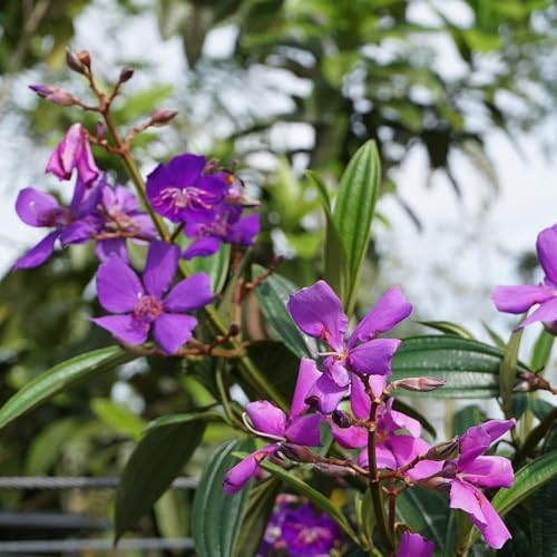 Genérico, Muda de Quaresmeira Roxa 50 a 80cm AMK - Plantas Online