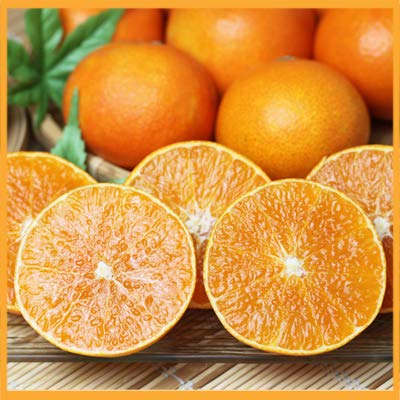 株式会社国安青果 愛媛まどんな 贈答品