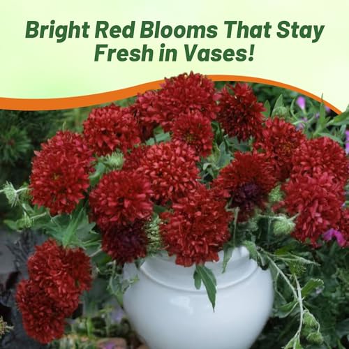 Outsidepride Gaillardia Pulchella Sundance Red Blanket Seeds for Planting - 1000 Pcs Annual Flower Seeds, Heat & Drought Tolerant for Xeriscaping, Borders, & Small Garden Spaces - Thumbnail 5