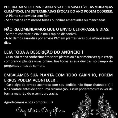 Kit 2 Mudas Maranta Cascavel E Pavão Com Plantas Naturais Exóticas Raras