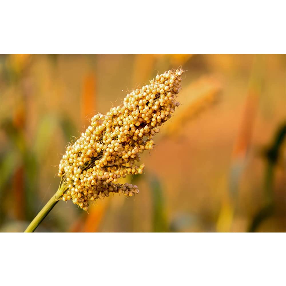 Farmbean Whole Yellow Jowar Grains/Sorghum/Jonna For Weight Loss Native Low GI Millet Rice - 5 KG - Image 5 thumbnail