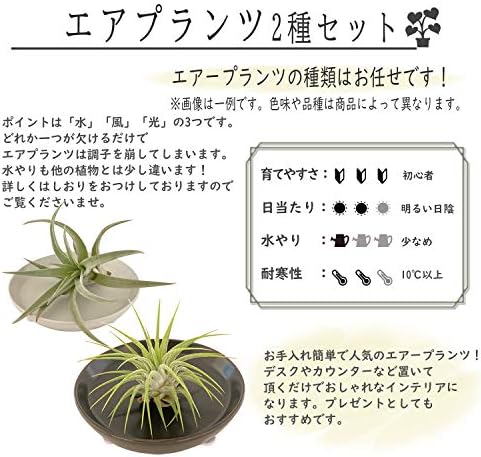 Amazon 花のギフト社 エアプランツ ティランジア 皿付き 観葉植物 ギフト グリーン インテリア プレゼント 花 観葉植物 フラワーギフト オンライン通販