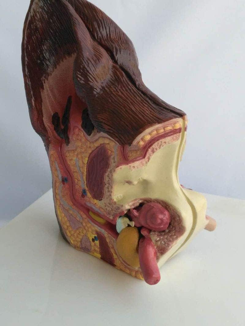 Modelo De Oreja Canina, Cuidado De La Salud Animal Modelo Anatómico De Oreja De Perro Canino, Modelo De 2 Caras Modelo De Oreja Canina Salud Normal Y Oído Patológico Infectado Equipo Veterinario
