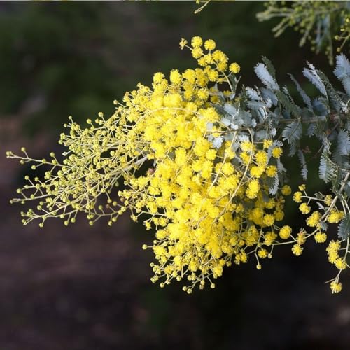 Muda de Acácia Mimosa Amarela