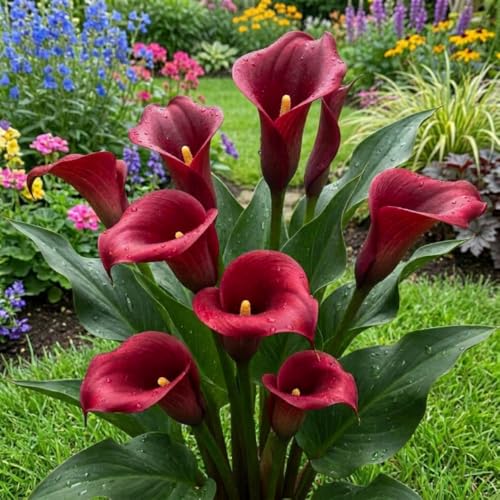 3 Red Calla Lily Bulbs, Ornamental Flower Bulbs