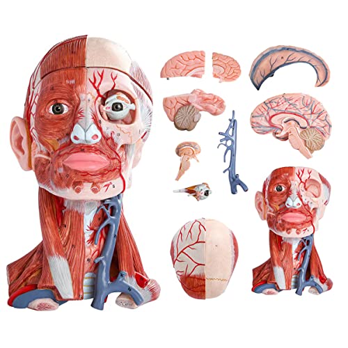 Image of Numbered Human Head and Neck W /Brain Model, 10 Part Life Size Anatomical Head and Neck Muscle with Vessels Nerves and Brain Model for Medical Anatomy and Physiology Study Research Teaching