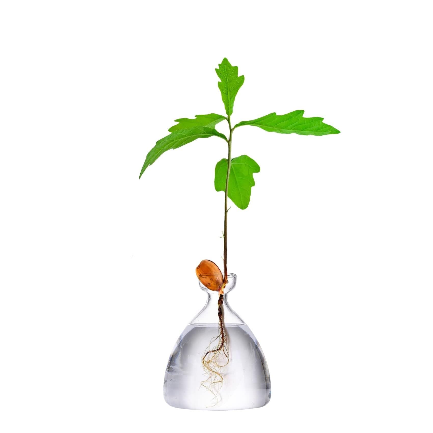 Acorn tree planting vase seed germination kit hydroponic glass container potted plant decorative propagation gardening