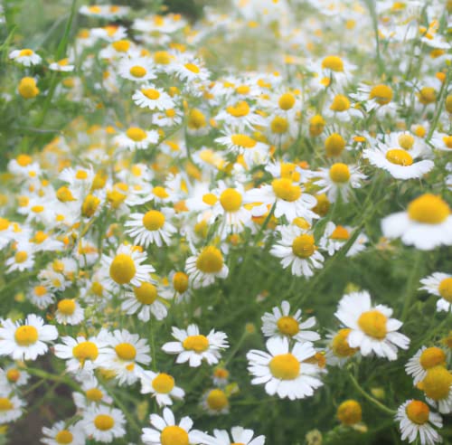 “Roman” Chamomile Seeds – Traditional Chamomile With An Apple-Like Scent– Harvest In 90 Days | Never Gmo, Always Heirloom And Open-Pollinated | Usa Grown Seeds By Liliana's Garden | #TOP1