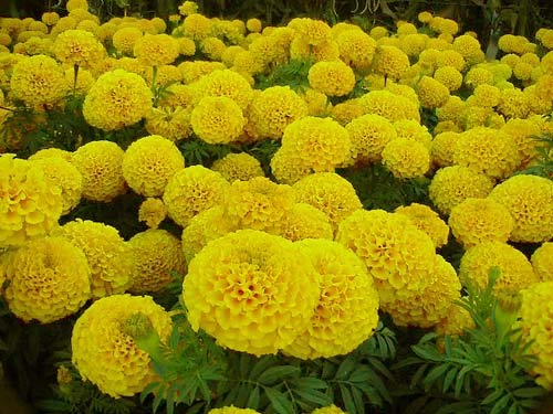 Image of LIVE GREEN Flower Seeds | Marigold Inca yellow | Dwarf Variety | F1 Hybrid | Flower Seeds | For Home Garden & Farming | Pack of 1000 Seeds