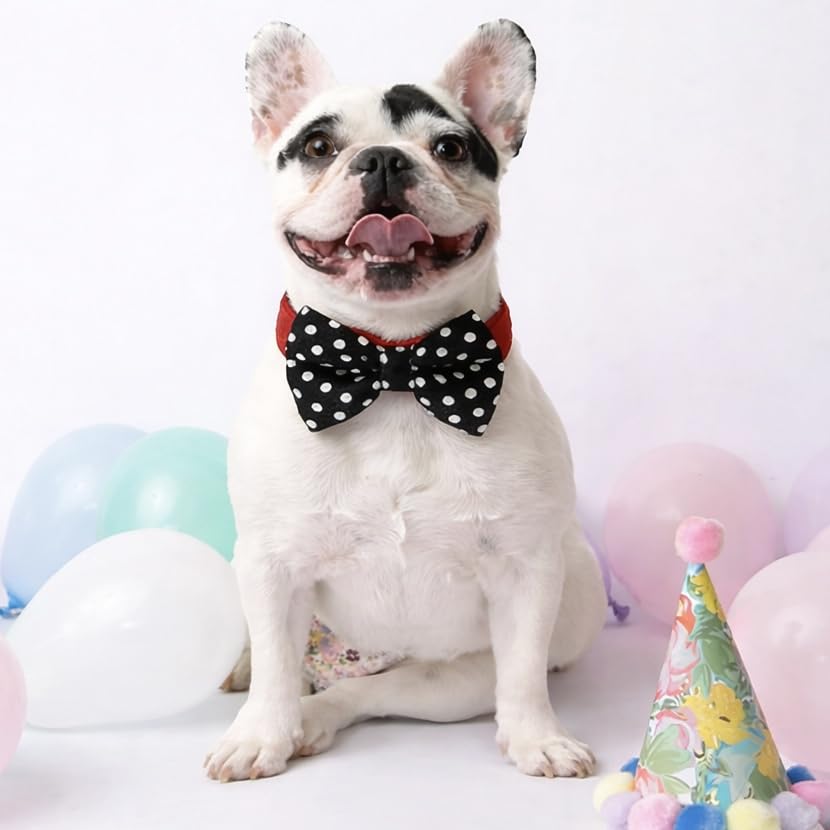 Image of That Dog In Tuxedo Twinkle Dots Dog Bow Tie Bowtie with Collar (Size - S)
