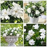 200+ Gardenia Flower Seeds for Planting Outdoors-Perennial Cape Jasmine Flower Fragrant Flowes Plant Home Garden Bonsai
