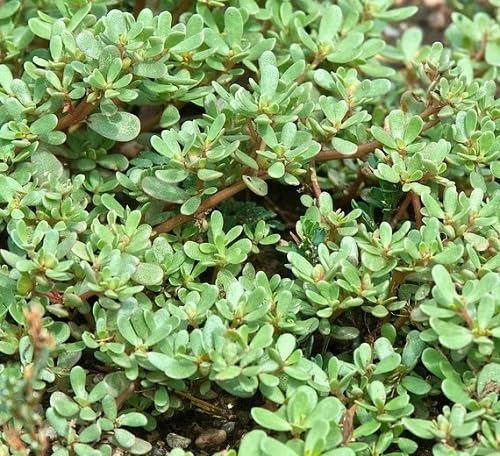60pcs New Fresh Green Purslane Plant Seeds