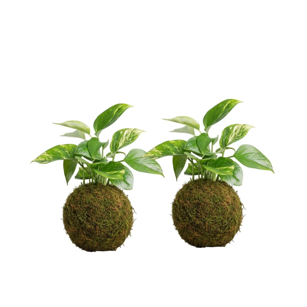 Kokedama Natural de Poto Planta Viva de Interior | Decoración Natural DECOALIVE