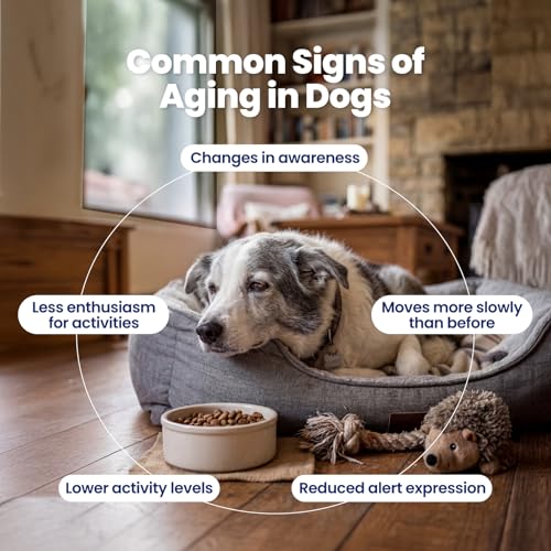 Image of NAD+ Precursor & Senior Dog Supplement - 90 Soft Chews - NMN Alternative for Longevity & Healthy Aging - Nicotinamide Riboside, Resveratrol, Quercetin - Filet Mignon Steak Flavor