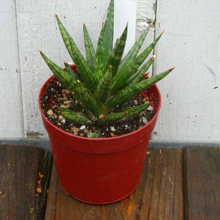 Amazon｜サンスベリア フランシシー 2.5号 観葉植物 サンセベリア