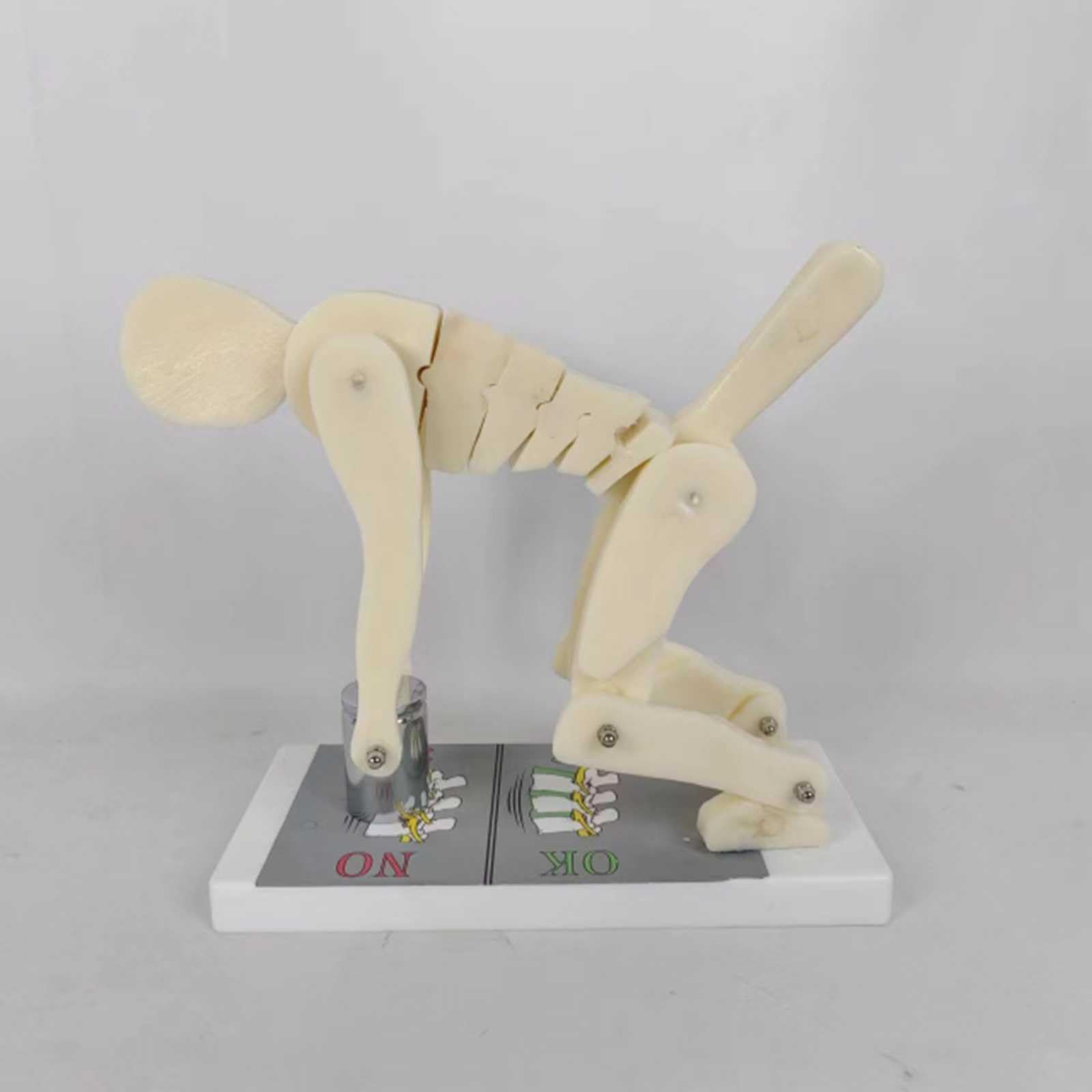 Yxhgnns Human Body Bending Weight Lifting Spine Force Demonstration Model, Lumbar Spine Protection Model, Correct Posture For Waist And Lumbar Protection During Fitness