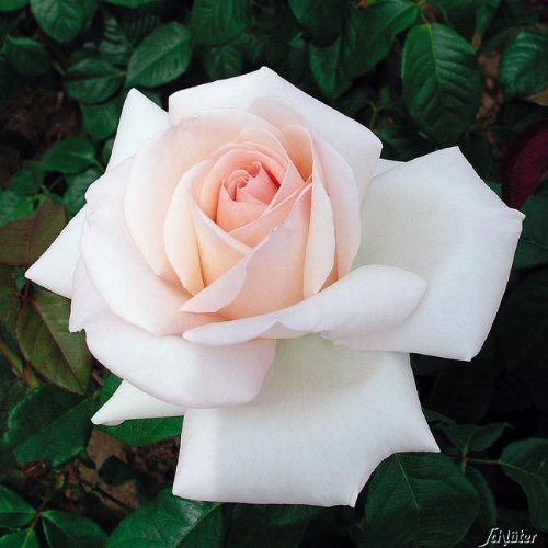 Edelrose Meilland Schloss Ippenburg in weiß-apricot-rose - Duftrose winterhart - Rosen-Blüte in weiß-apricot-rose - Rose stark duftend im 5 Liter Container von Garten Schlüter - Pflanzen in Top Qualit