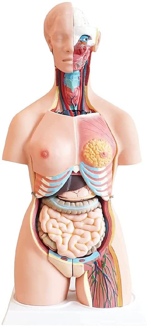 Amazon.com: EHVYBDX Torso Anatomical Model Can Be Detached 21Pcs