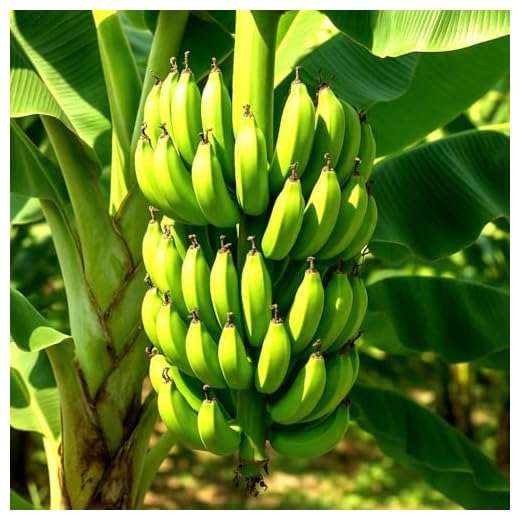5 Tips for Growing Bananas in Your Backyard 10 Banana Plants "Grand Nain" Includes Four (4) Plants