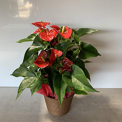 風水 犬で金運や仕事運もアップ トイレやケージの置き場に注意 フクさんの開運ブログ