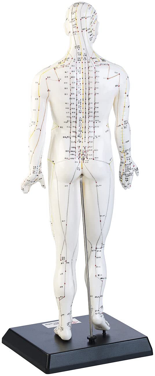 newgen medicals Akupunkturpuppen: Akupunktur-Figuren 2er-Set (Mann/Frau) (Akupunktur Modell, Modell Frau, Gesundheit)