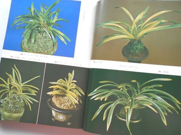 富貴蘭　霧島(斑入り) Yahoo!オークション - 富貴蘭 九州霧島産希少山採り品株【霧島