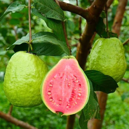 Live Grafted Ruby Guava Tree Hardy Tropical Guava Plant Sweet Fruit 3 to 4 Feet Tall for Outdoor Growing