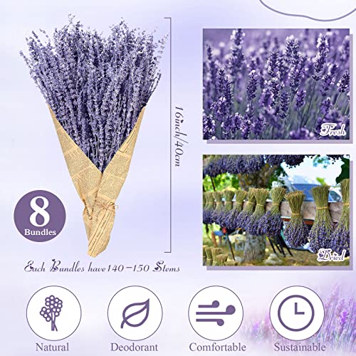 8 Ramilletes de Lavanda Secada Natural 16 Pulgadas miniatura 2