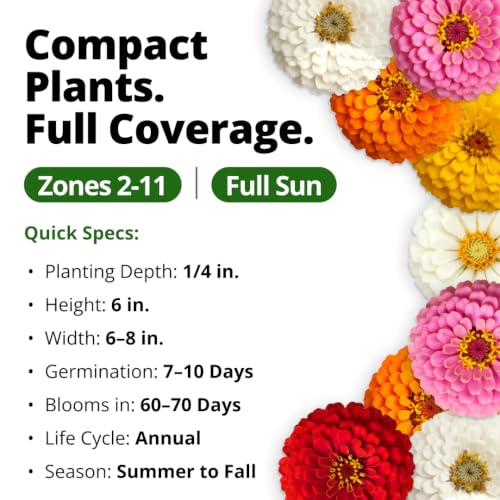 Image of HOME GROWN Zinnia Seeds for Planting Thumbelina 3,000 Seeds (14g - 1 /2oz) - Dwarf Zinnia Flower Seeds, Mixed Colors, Easy Flowers to Plant Outside, USDA Zones 3-10 (Zinnia Elegans)