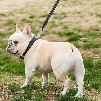 2 Pcs Double Ended Lead For Dogs,Extension Dog Leads Accessories Collar To Harness Safety Link Safe Connector Two Clips Leash Clasp Dual Clip Strap Anti Pulling 28-37cm Black Gray,for Dogg Puppies