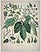 Hops Plant - 11x14 Unframed Art Print - Great Gift for Home Brewing Beer Maker, Home Bar or Man Cave Decor