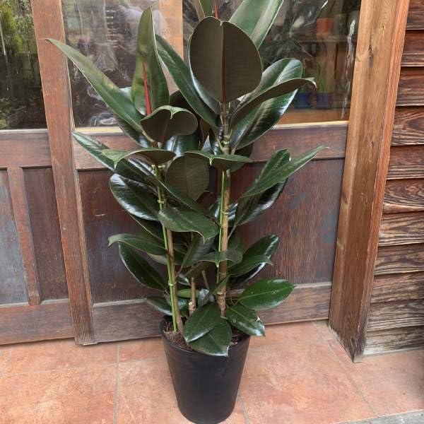 Amazon｜フィカス バーガンディ（黒ゴムの木） 7号鉢室内に温もりを