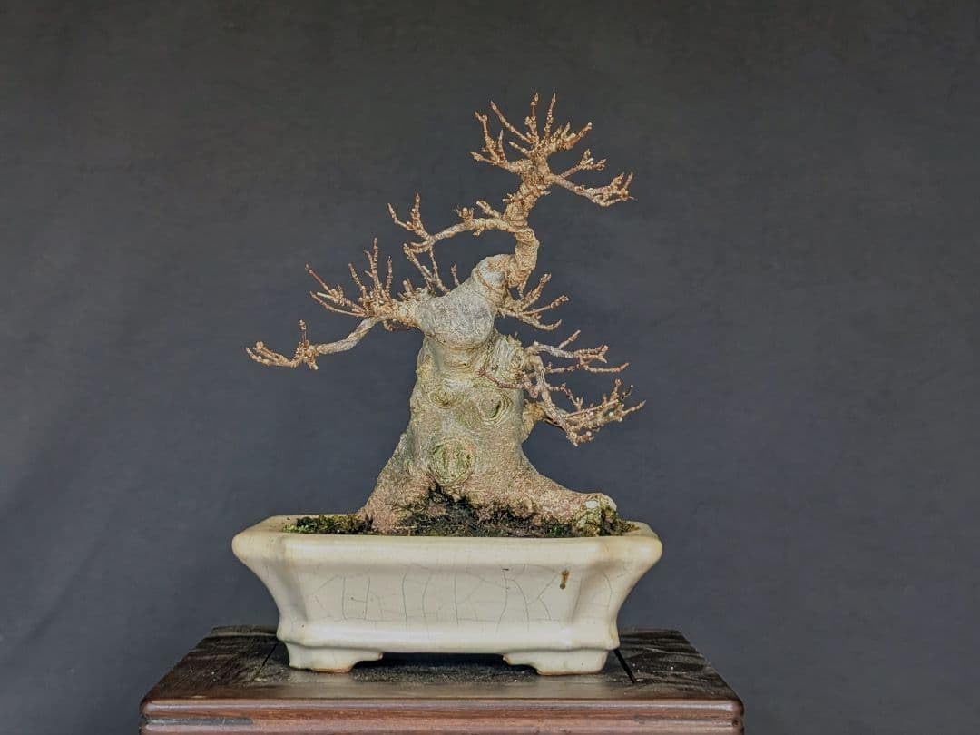 樹高7.5㎝　宮様カエデ　ミニ　小品　盆栽　真柏　黒松　五葉松　楓　紅葉 樹高7.5㎝ 宮様カエデ ミニ 小品 盆栽 真柏 黒松 五葉松 楓 紅葉 楽天